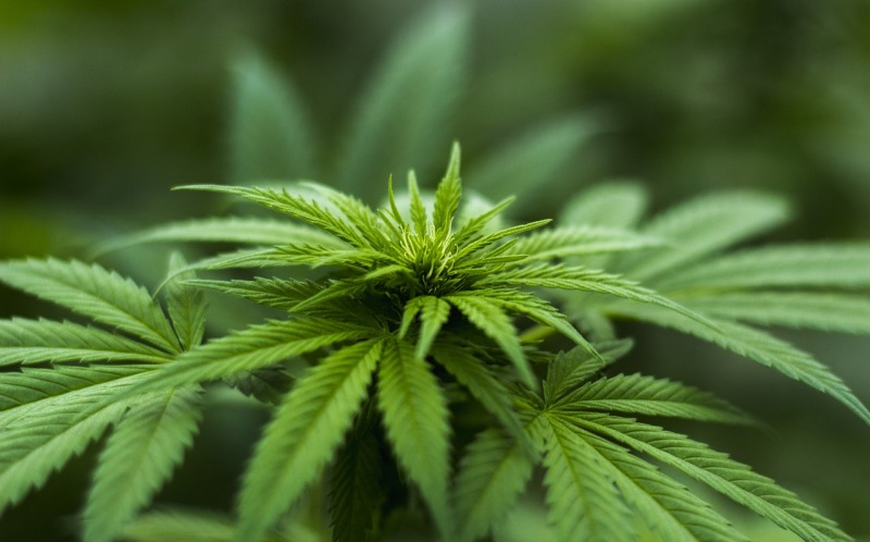Brief History Of Marijuana