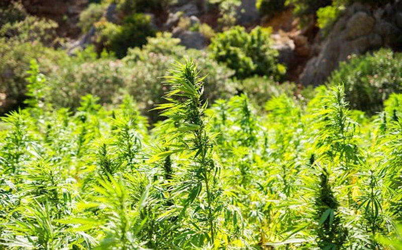 Weed in Barcelona