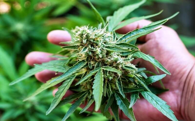 CBD