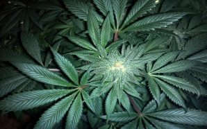 Benefits Of Cannabis