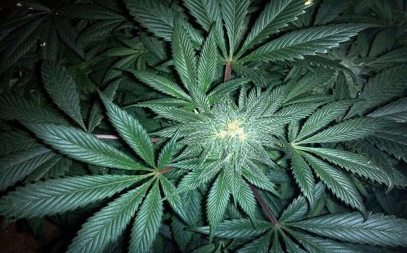 Benefits Of Cannabis