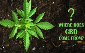 Where-Does-CBD-Come-From