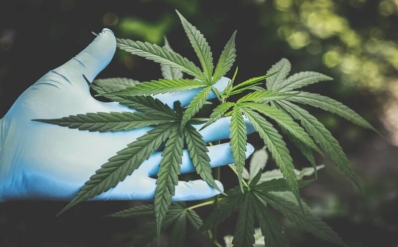 Extraction of CBD