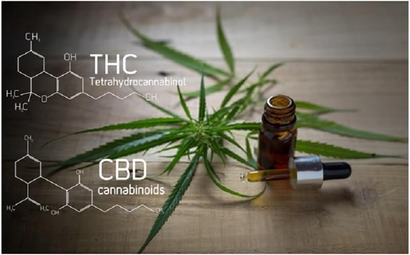 Cannabis