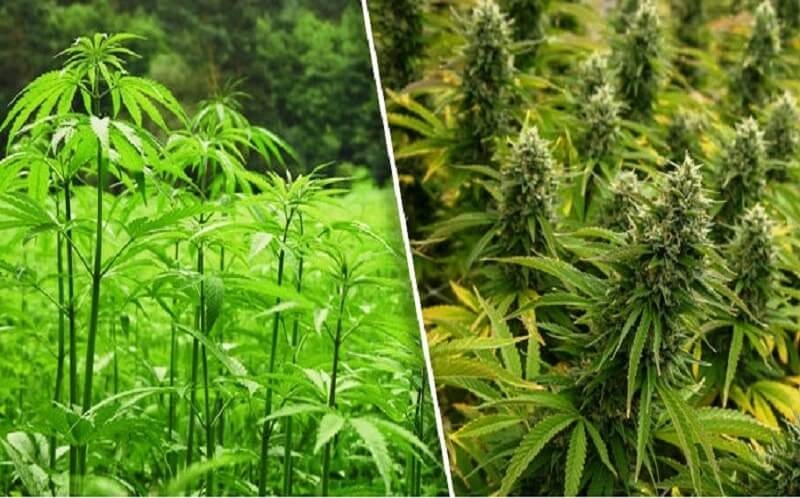Hemp vs marijuana