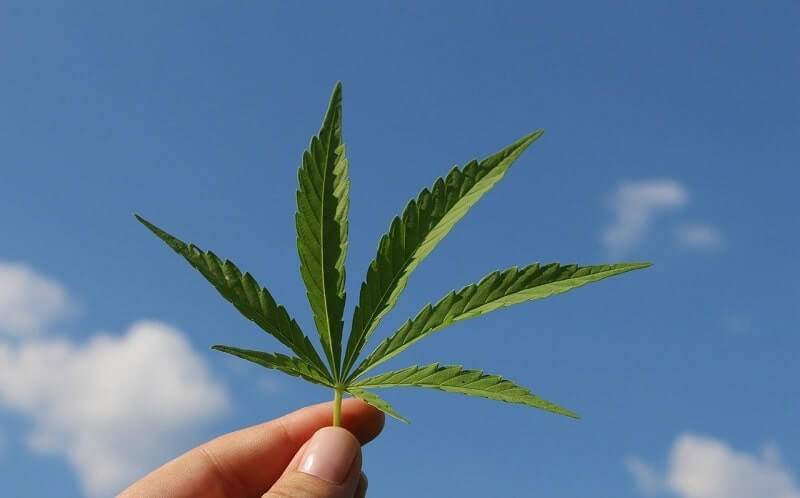 Hemp Plants
