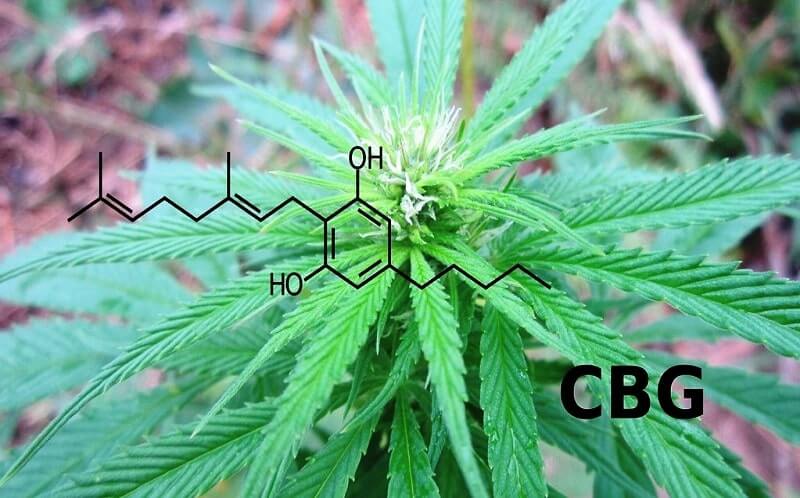 Cannabigerol