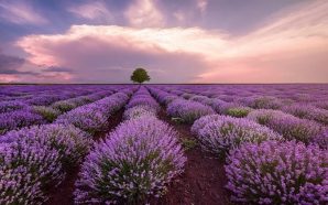 Mesa lavender farms