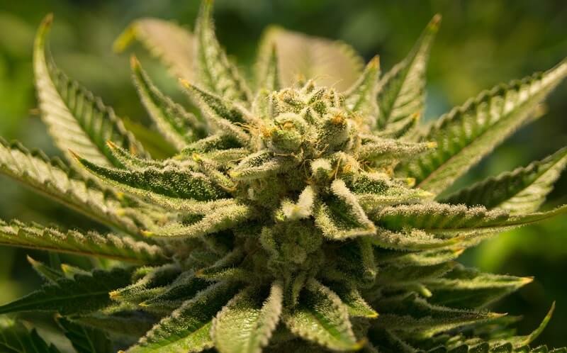 Why You Should Still Use Regular Marijuana Seeds