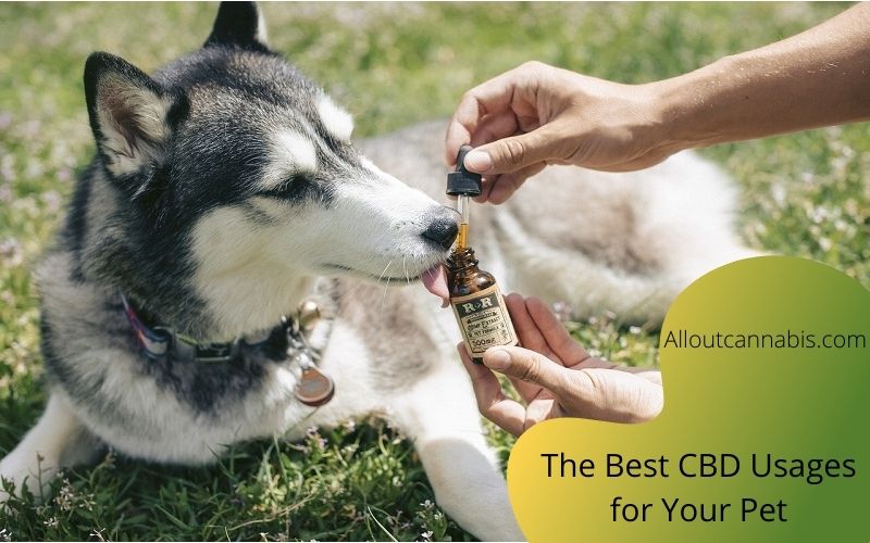 The Best CBD Usages for Your Pet in 2020