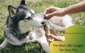 The Best CBD Usages for Your Pet in 2020