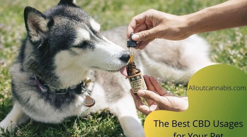 The Best CBD Usages for Your Pet in 2020