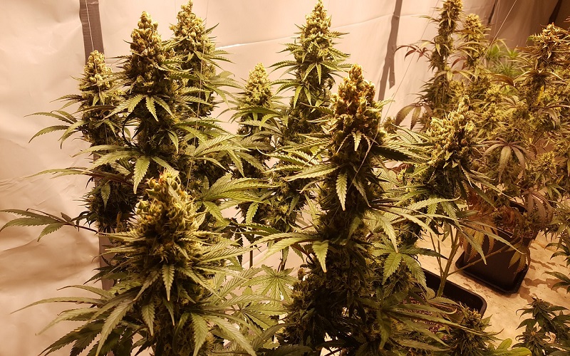 Cannabis Growing Industry