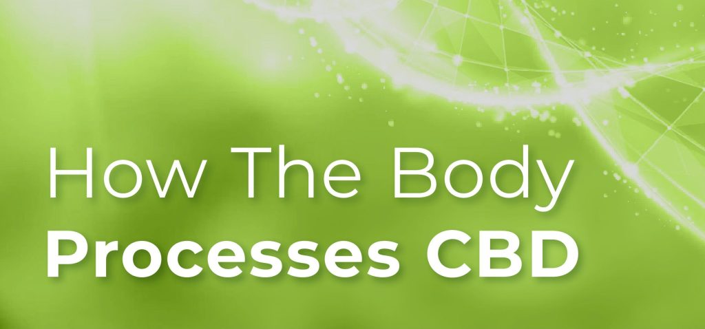 How the Body Processes CBD
