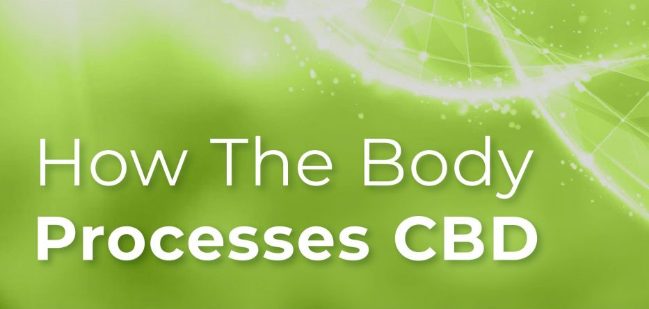 How the Body Processes CBD