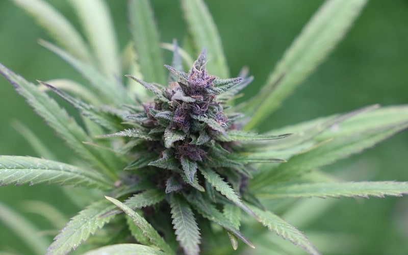 CBD Autoflower