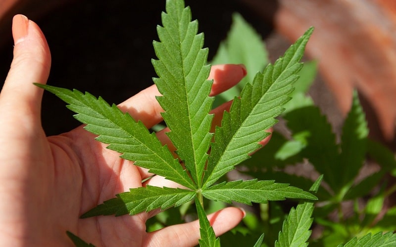 CBD Suppliers