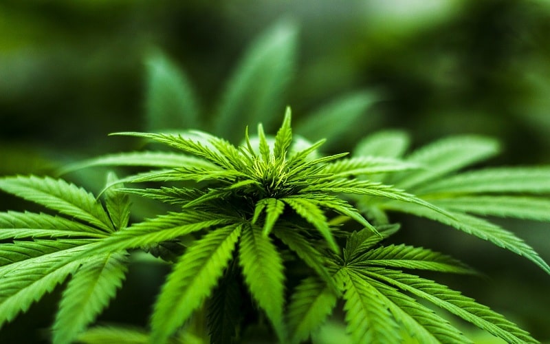 Important Benefits of Medical Marijuana Use