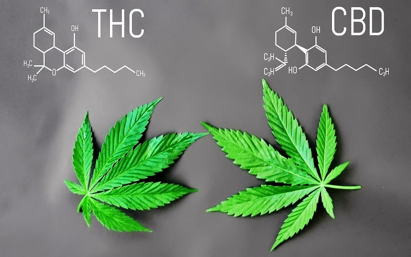 THC VS CBD