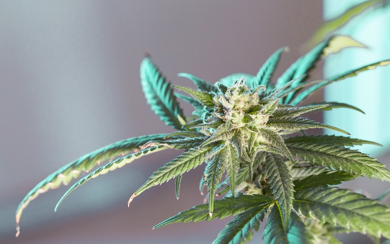 Amnesia Haze feminized Marijuana Seeds