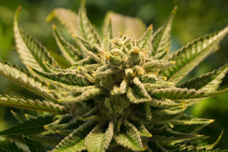White Widow feminized seeds are one of the most beautiful cannabis strains