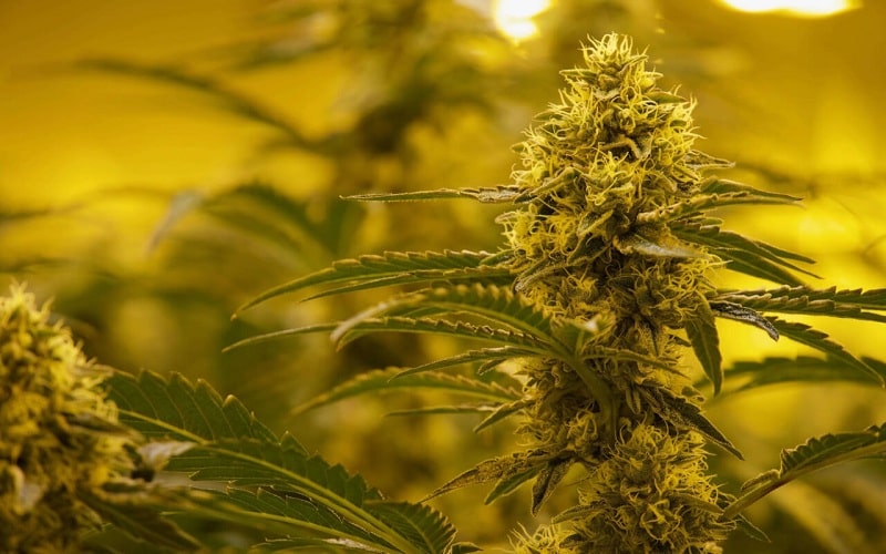 White Widow Feminized- Why its most special