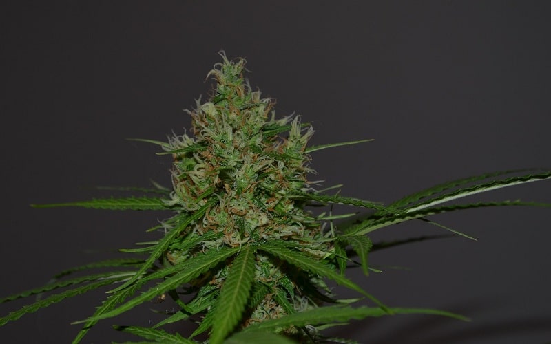Gorilla Glue Feminized Seeds