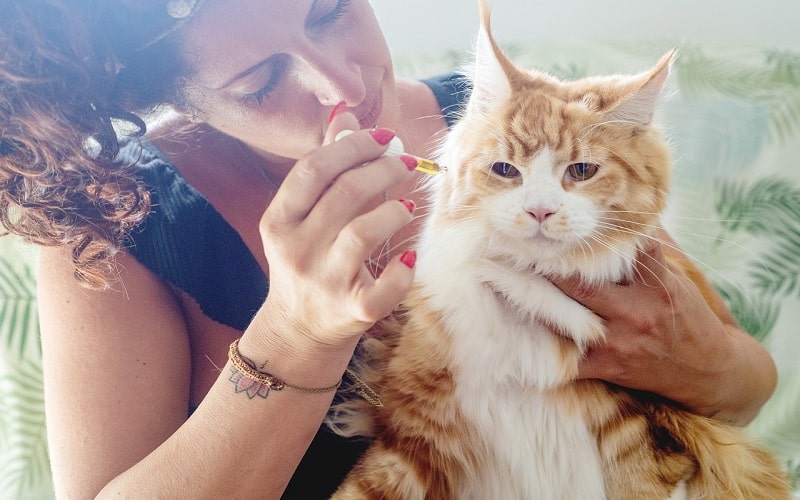 CBD Oil for Cats