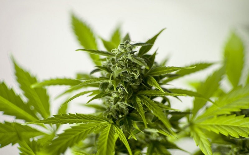 Medical Marijuana