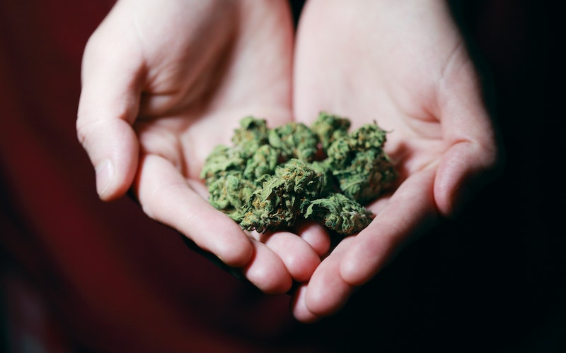 Top 8 Cannabis Strains for Home Growers