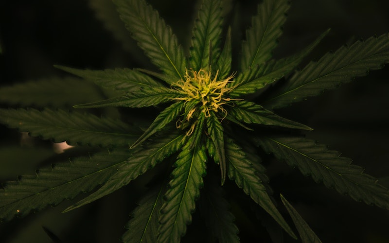 Growing Cannabis Industry