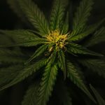 Growing Cannabis Industry