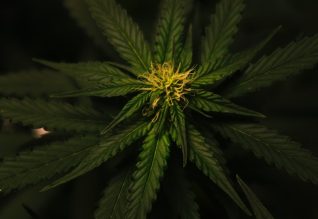 Growing Cannabis Industry