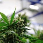 Cannabis Strains