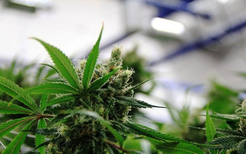 How Do I Know What Cannabis Strains to Smoke for Lose Weight?