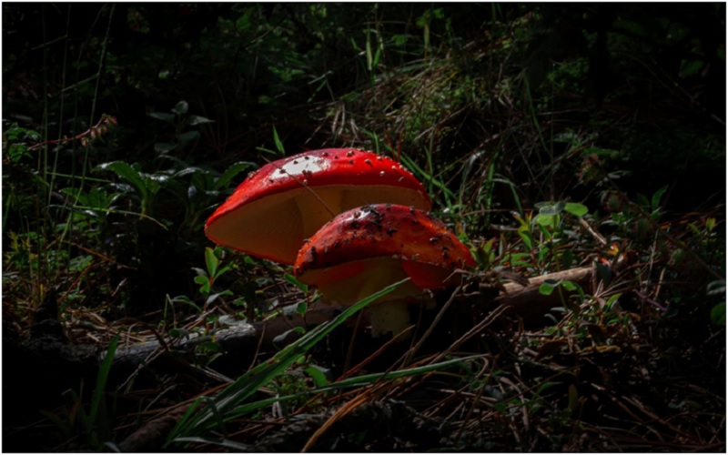 Are Magic Mushrooms a Safe Choice