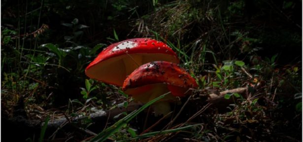 Are Magic Mushrooms a Safe Choice