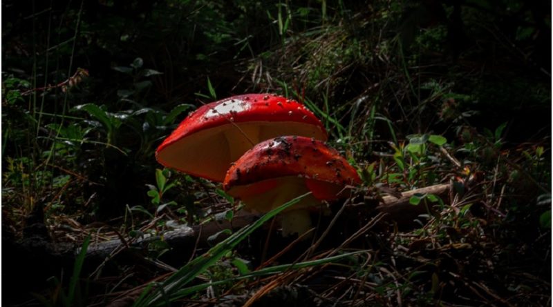 Are Magic Mushrooms a Safe Choice