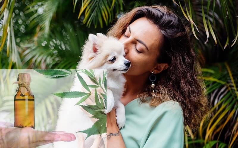 CBD for Pets