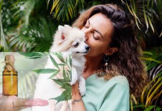 CBD for Pets