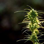 Cannabis Ruderalis Strain