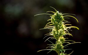 Cannabis Ruderalis Strain