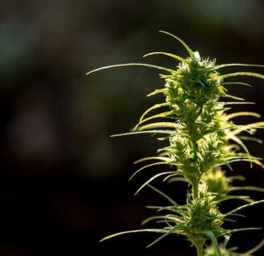 Cannabis Ruderalis Strain