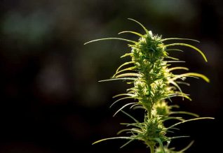 Cannabis Ruderalis Strain