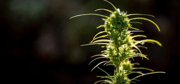 Cannabis Ruderalis Strain