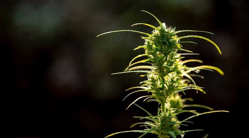 Cannabis Ruderalis Strain