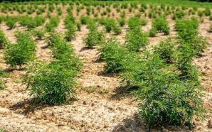 Hemp Farming