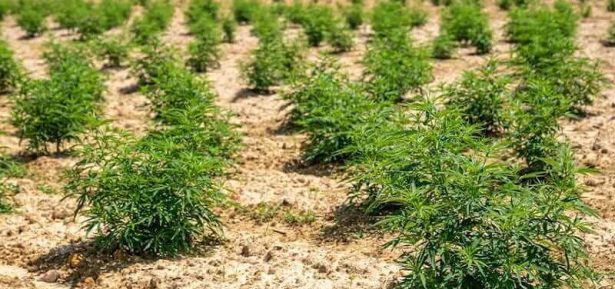 Hemp Farming