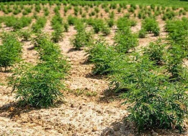 Hemp Farming