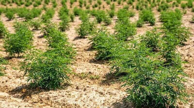 Hemp Farming